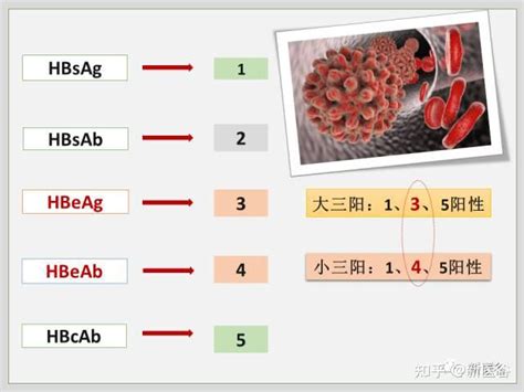 大三陽|大三阳与小三阳是什么？解读乙肝两对半